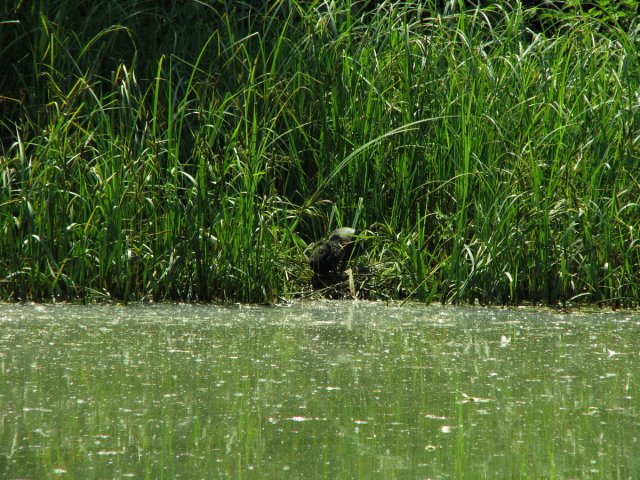 20130606_114954_img_3838